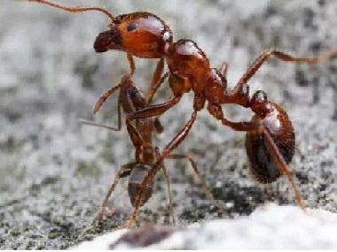 容桂专业杀白蚁公司厨房灭蚂蚁的方法有哪几种