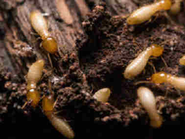 均安防治白蚁公司家里为什么每年都会有白蚁