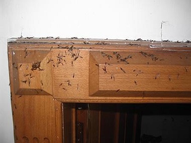 顺德白蚁防治中心有没有有效的白蚁防治方法呢？