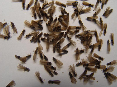 大良白蚁防治中心发现分飞期的白蚁应该怎么做