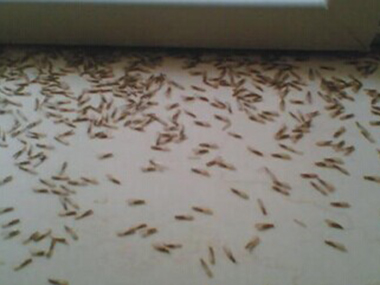 陈村白蚁防治公司避免白蚁飞入室内的方法有哪些