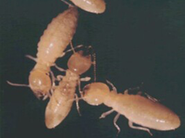 北滘预防白蚁白蚁防治公司两种常用灭白蚁的方法