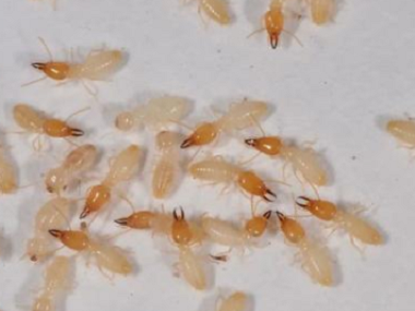 勒流预防白蚁中心告诉你白蚁的三个危害特性