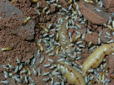 杏坛白蚁防治公司一定要做白蚁防治的原因