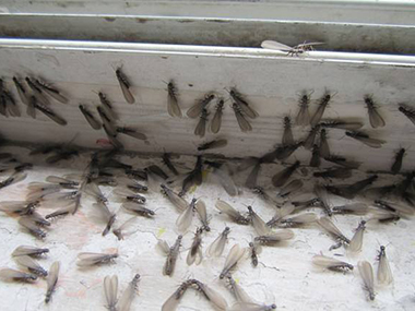 大良白蚁防治所房屋遭受白蚁危害是什么原因