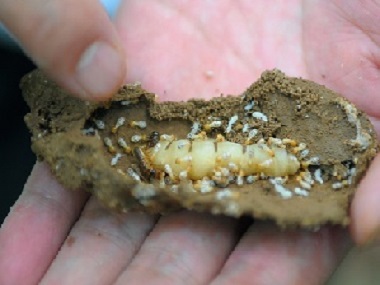 龙江预防白蚁公司怎样才能够找到白蚁的巢穴