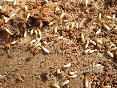 杏坛白蚁防治所为什么没白蚁还要做防白蚁处置