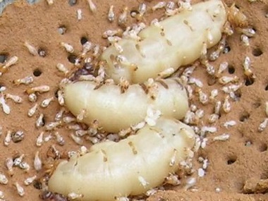 北滘白蚁防治公司令建筑行业谈蚁色变的是什么白蚁