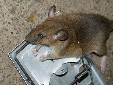 勒流除虫灭鼠公司教你综合防治老鼠的方法