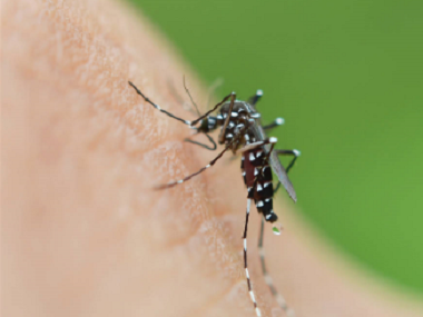 大良四害消杀公司常用的灭蚊子的办法有哪些