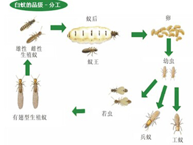 北滘预防白蚁公司白蚁与蚂蚁的主要区别