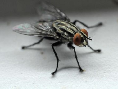 伦教专业除四害机构如何有效驱除蚊子和苍蝇