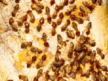 杏坛蚂蚁预防公司厨房灭蚂蚁的7个小方法