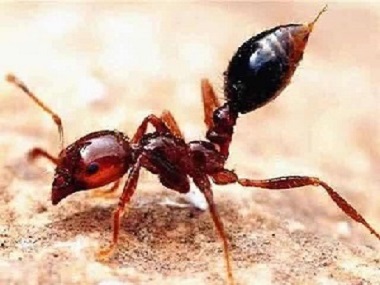 顺德白蚁预防所世界最危险的蚂蚁——红火蚁