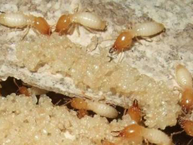 勒流灭治白蚁站怎样才可以找到白蚁的巢穴