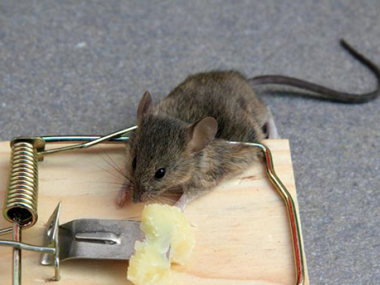 乐从除虫灭鼠所：在厨房灭鼠如何布置灭鼠夹