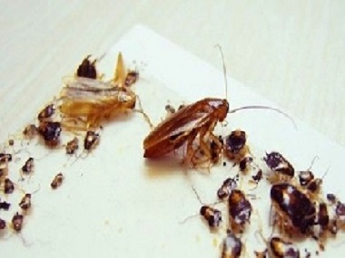 龙江害虫防控——发现蟑螂喷杀虫剂没有用的原因