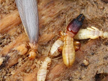 伦教白蚁预防公司杀灭白蚁的有效方法介绍