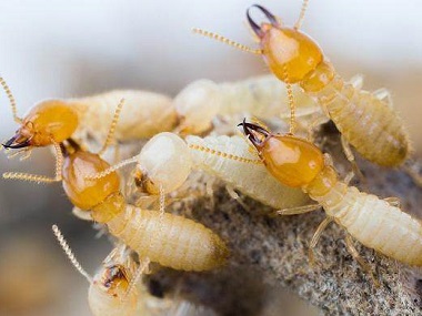 陈村验收白蚁机构白蚁的特征、类属及生活习性