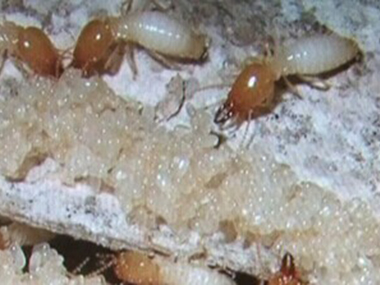 顺德白蚁备案中心白蚁药灭不了白蚁的原因