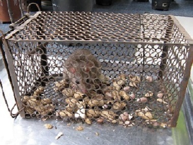 伦教专业灭鼠害机构防止老鼠进屋的方法