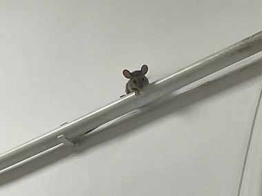 伦教病媒生物防控公司卧室和书房怎样布置捕鼠笼