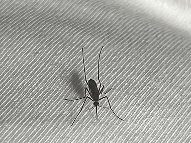 乐从病媒生物防控公司除蚊灭蚊，夏季如何预防蚊子