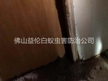 容桂房屋防治白蚁工程