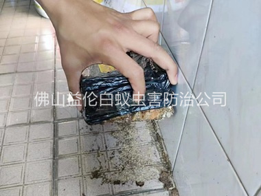 伦教诱杀白蚁危害工程